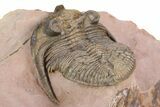 Spiny Zlichovaspis Trilobite - Lghaft, Morocco #383225-4